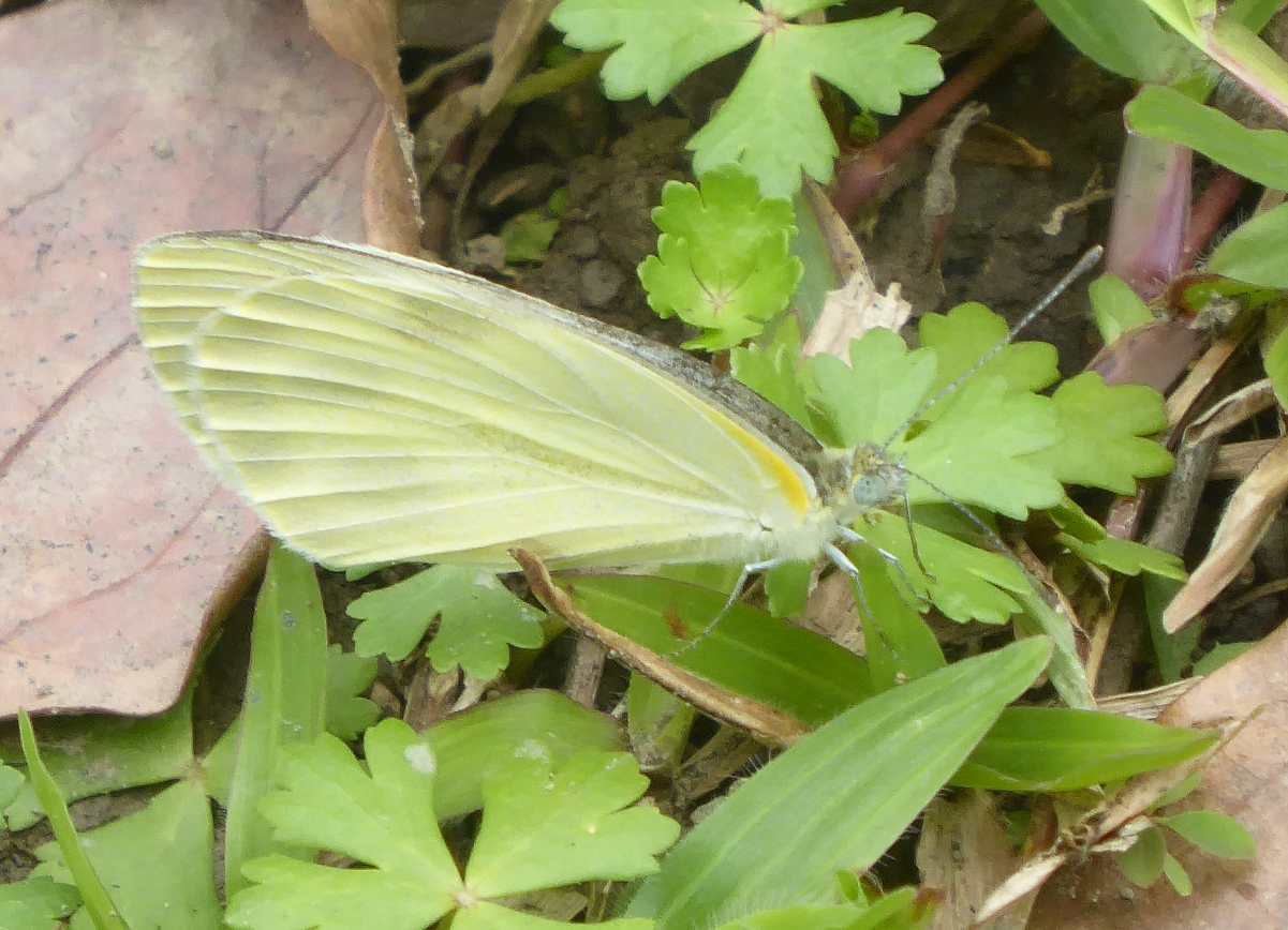Pieris canidia Pieris canidia